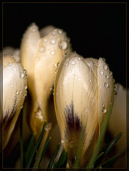Sparkling Crocuses: The Third Flower of Spring!