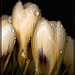 Sparkling Crocuses: The Third Flower of Spring!