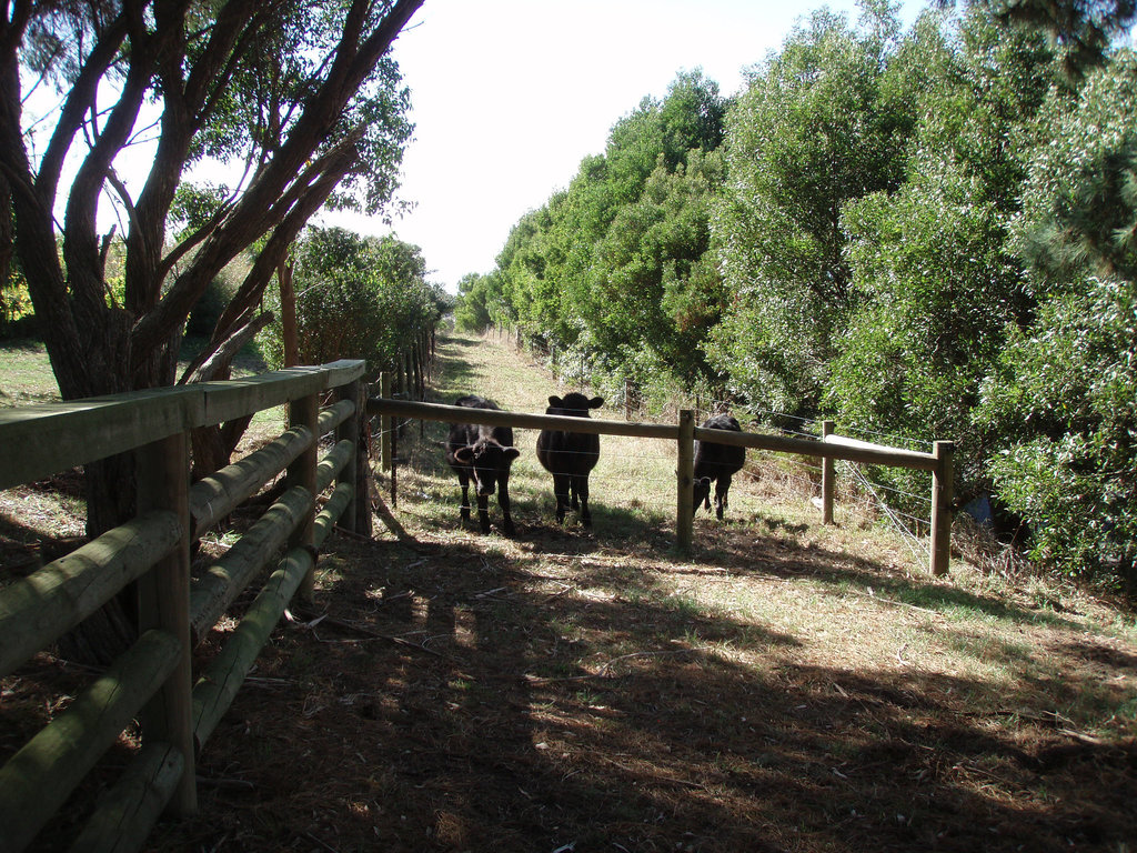 steers in long paddock