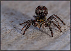 Jumping Spider in Defense Mode!