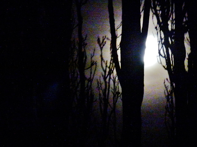 moonlight and poplars