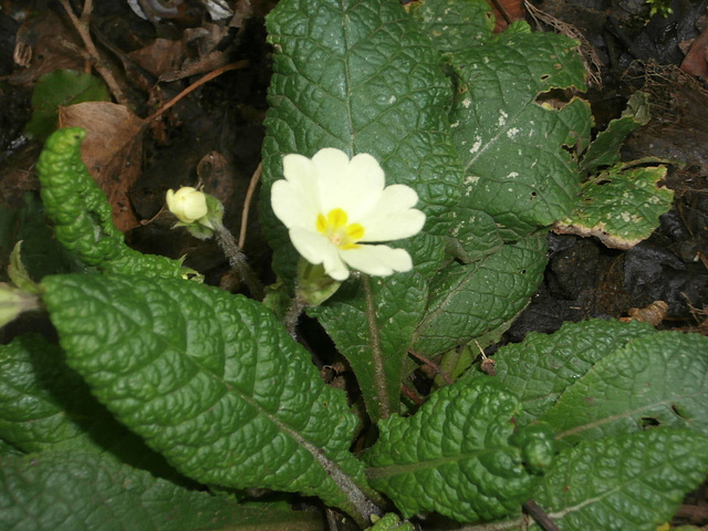 My first primrose of this year