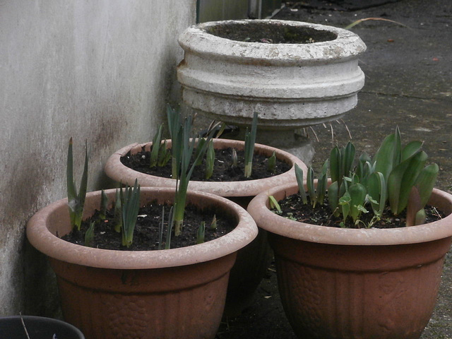 Three large pots ready for the onslaught of colour