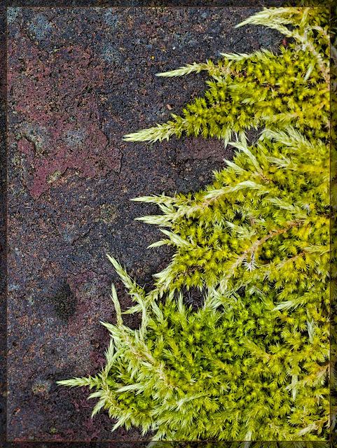 Moss Fringe Along Boulder