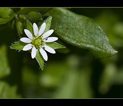 Chickweed Blossom Turns into Seed Pod (3 pix below)