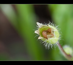 Chickweed Seed Pod Forming, part three