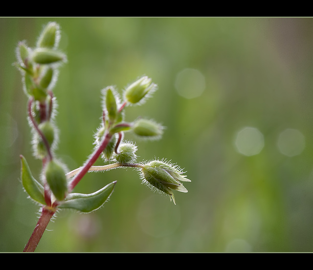 Chickweed Seed Pod Forming, part one