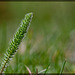 Fuzzy Wild Grass