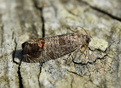 Codling Moth