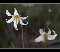 Lovely Oregon Fawn Lilies
