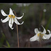 Lovely Oregon Fawn Lilies