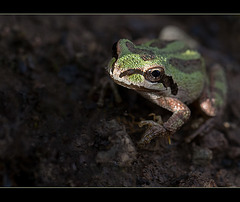 Froggy Friend (1 more pic below!)