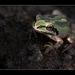 Froggy Friend (1 more pic below!)