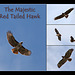 The Majestic Red-Tailed Hawk