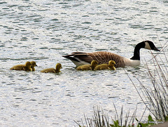 Canada Goose with chicks