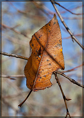 Russet Leaf Caught on a Twig Adorned with a Droplet