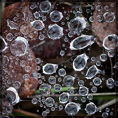 Droplet-Covered Web