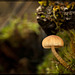 The Brave Little Mushroom