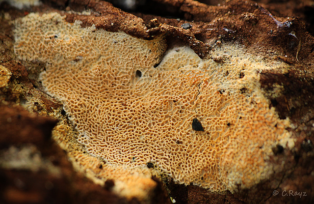 Patio Life: Fungus