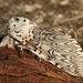 Puss Moth Female