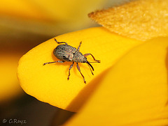 Tiny Weevil in Gorse