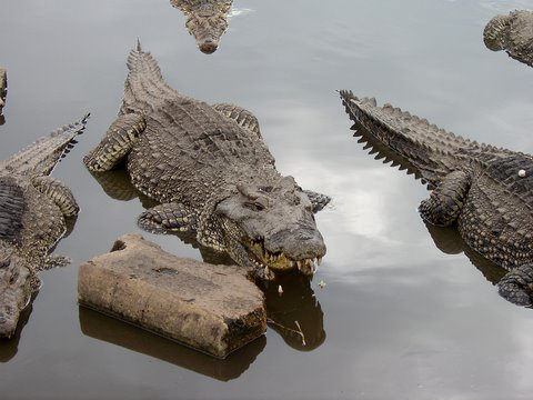 Cuban Crocs
