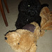 Fonzie's teddy bear rug