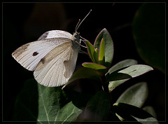 Cabbage White Butterfly on a Jacksonville Plant (Explore #43)