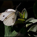 Cabbage White Butterfly on a Jacksonville Plant (Explore #43)