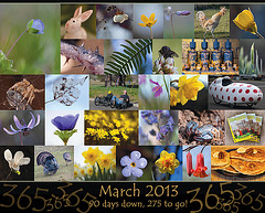 365: March Collage