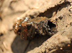 Caddisfly Larval Case