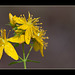 St. John's Wort: The 140th Flower of Spring & Summer! (5 more pix below!)