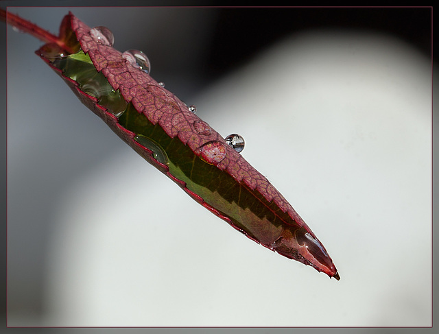 Droplet-Covered Rose Leaf