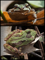 Froggy Friend Details!