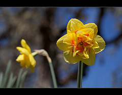 88/365: “A host of golden daffodils; Beside the lake, beneath the trees, Fluttering and dancing in the breeze." ~ William Wordsworth