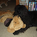 Fonzie's teddy bear rug