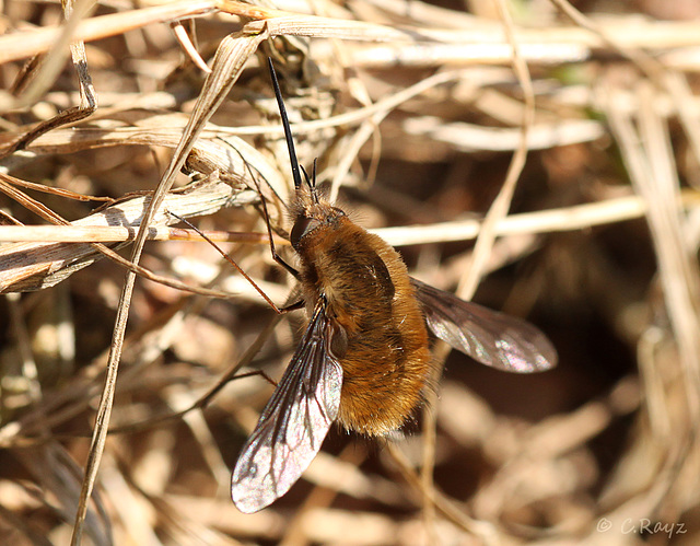 Common Bee Fly