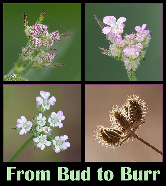 From Bud to Burr