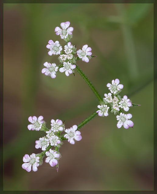 Pink Burr Flower: The 142nd Flower of Spring & Summer! (1 more picture below!)