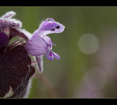 Purple Deadnettle Blossom
