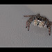 Jumping Spider: Look At Me!!