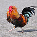 Rooster in the wind