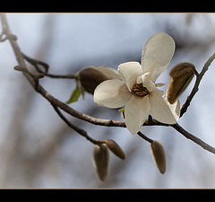 Magnolia Blossom and Buds