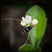 Fairy Longhorn Moth and 2 More Moths Below!