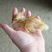 duckling #2, freshly hatched