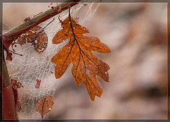 Oak Leaf Caught in Frosted Web