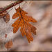 Oak Leaf Caught in Frosted Web