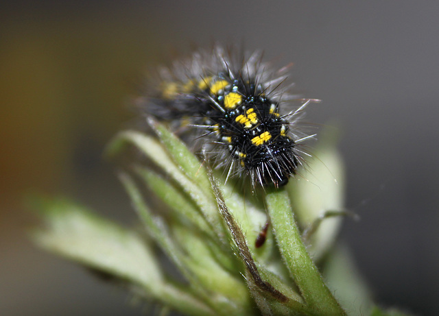 Scraggy the Scarlet Tiger Caterpillar