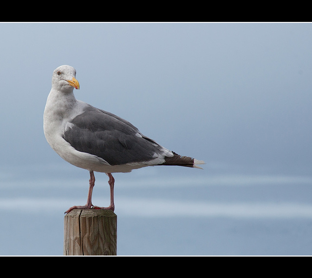 Western Gull on Post at Brookings, Oregon