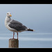 Western Gull on Post at Brookings, Oregon